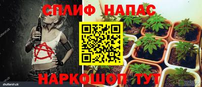 сатива Апшеронск